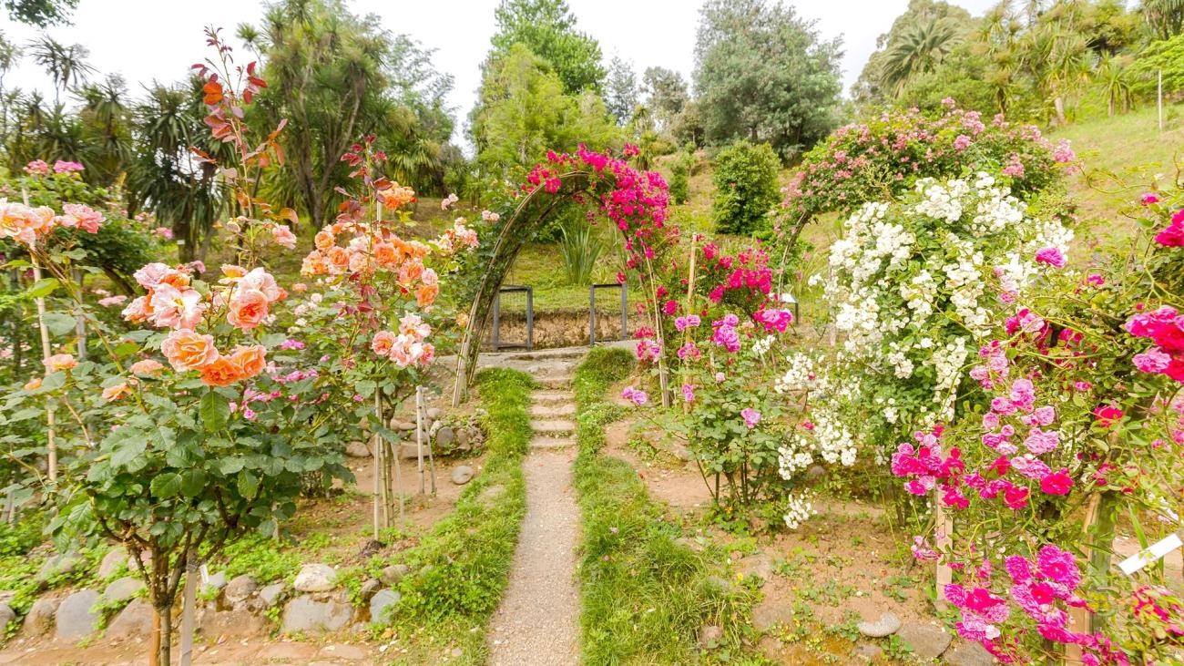 A stone path lined with blooming rose arches in pink, orange, and white at the Batumi Botanical Garden