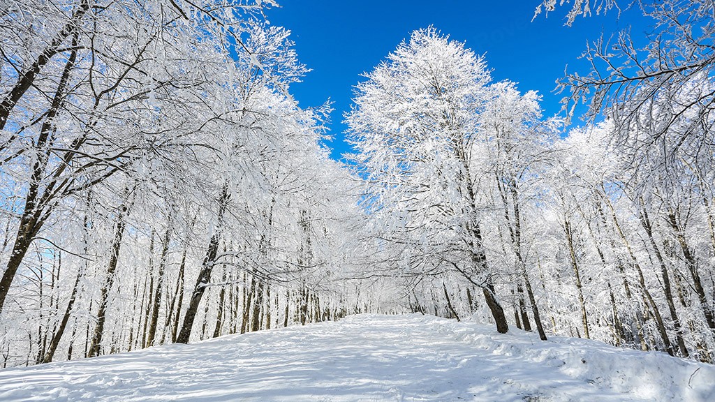 A serene snow-covered forest path lined with tall frost-laden trees under a bright blue winter sky in Georgia
