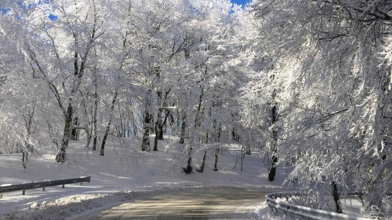 A road with guardrails passes through a tunnel of snow-covered trees with heavy frost creating a white canopy overhead
